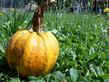 zucca06 some rights reserved.jpg